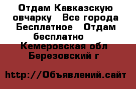 Отдам Кавказскую овчарку - Все города Бесплатное » Отдам бесплатно   . Кемеровская обл.,Березовский г.